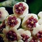100 PCS Seeds Flower Bonsai Hoya Kerrii Bonsai (December Orchid) Family Bonsai