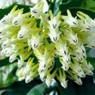 100 PCS Seeds Flower Bonsai Hoya Kerrii Bonsai (December Orchid) Family Bonsai Garden