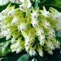 100 PCS Seeds Flower Bonsai Hoya Kerrii Bonsai (December Orchid) Family Bonsai Garden