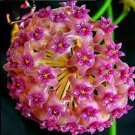 100 PCS Seeds Flower Bonsai Hoya Kerrii Bonsai (December Orchid) Family Bonsai Garden