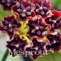 100 PCS Seeds Flower Bonsai Hoya Kerrii Bonsai (December Orchid) Family Bonsai Garden