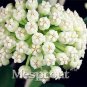 100 PCS Seeds Flower Bonsai Hoya Kerrii Bonsai (December Orchid) Family Bonsai Garden