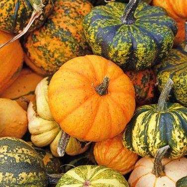 5 PCS Seeds Flower Goddess 'Burner' Pumpkin Ornamental Vegetables