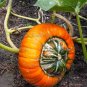 5 PCS Seeds Flower Goddess 'Burner' Pumpkin Ornamental Vegetables