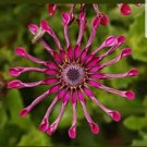 100 PCS Seeds Flower 'Power Spider' Purple Chrysanthemum