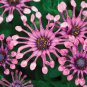 100 PCS Seeds Flower 'Power Spider' Purple Chrysanthemum