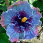 20 PCS Seeds Flower Seeds Giant purple Hibiscus Exotic Coral Flowers