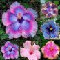 20 PCS Seeds Flower Seeds Giant purple Hibiscus Exotic Coral Flowers