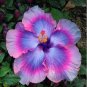 20 PCS Seeds Flower Seeds Giant purple Hibiscus Exotic Coral Flowers