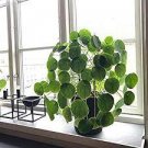 50 PCS Seeds Flower Seeds Pilea 50 PCS Seeds Flower Seeds Pilea
