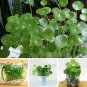 50 PCS Seeds Flower Seeds Pilea