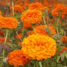 60 PCS Seeds Flowers Aztec Marigold