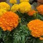 60 PCS Seeds Flowers Aztec Marigold