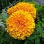 60 PCS Seeds Flowers Aztec Marigold