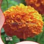 60 PCS Seeds Flowers Aztec Marigold