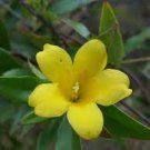 20 PCS Seeds Flowers Yellow Jasmine 20 PCS Seeds Flowers Yellow Jasmine