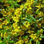 20 PCS Seeds Flowers Yellow Jasmine