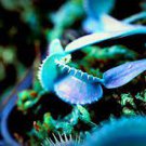 100 PCS Seeds Flytrap Bonsai S Garden Potted Blue Insectivorous Planteeds