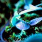 100 PCS Seeds Flytrap Bonsai S Garden Potted Blue Insectivorous Planteeds