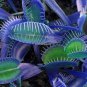 100 PCS Seeds Flytrap Bonsai S Garden Potted Blue Insectivorous Planteeds