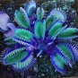 100 PCS Seeds Flytrap Bonsai S Garden Potted Blue Insectivorous Planteeds