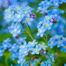 35 PCS Seeds Forget Me Not Flowers