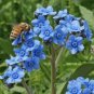 35 PCS Seeds Forget Me Not Flowers