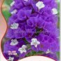 35 PCS Seeds Forget Me Not Flowers