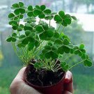 200 PCS Seeds Four Leaf Clover