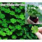 200 PCS Seeds Four Leaf Clover