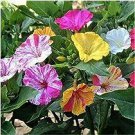 20 PCS Seeds FOUR O'CLOCK MIX SEEDS ORGANIC BEAUTIFUL 20 PCS Seeds FOUR O'CLOCK MIX SEEDS ORGANIC BEAUTIFUL