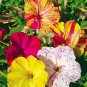 20 PCS Seeds FOUR O'CLOCK MIX SEEDS ORGANIC BEAUTIFUL