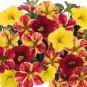 20 PCS Seeds FOUR O'CLOCK MIX SEEDS ORGANIC BEAUTIFUL