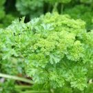 160 PCS Seeds Four Seasons Parsley Seeds Organic Coriander 160 PCS Seeds Four Seasons Parsley Seeds Organic Coriander