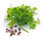 160 PCS Seeds Four Seasons Parsley Seeds Organic Coriander