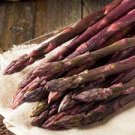 50 PCS Seeds Four Seasons Purple Asparagus 50 PCS Seeds Four Seasons Purple Asparagus