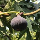 6 PCS Seeds Fracazano Bianco Black Fig Tree