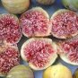 6 PCS Seeds Fracazano Bianco Black Fig Tree