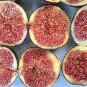 6 PCS Seeds Fracazano Bianco Black Fig Tree