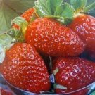 100 PCS Seeds Fragaria Ananassa Rare Giant Flat Strawberry 100 PCS Seeds Fragaria Ananassa Rare Giant Flat Strawberry