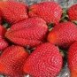100 PCS Seeds Fragaria Ananassa Rare Giant Flat Strawberry