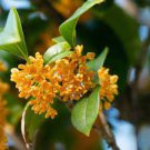10 PCS Seeds Fragrance osmanthus Tree 10 PCS Seeds Fragrance osmanthus Tree