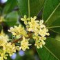 10 PCS Seeds Fragrance osmanthus Tree