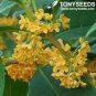 10 PCS Seeds Fragrance osmanthus Tree