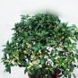 10 PCS Seeds Fragrance osmanthus Tree