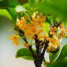 10 PCS Seeds Fragrance osmanthus Tree 10 PCS Seeds Fragrance osmanthus Tree