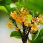 10 PCS Seeds Fragrance osmanthus Tree