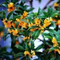 10 PCS Seeds Fragrance osmanthus Tree