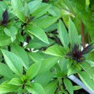 30 PCS Seeds Fragrant Demure Thai Basil with a Licorice Accent Herb