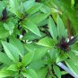 30 PCS Seeds Fragrant Demure Thai Basil with a Licorice Accent Herb